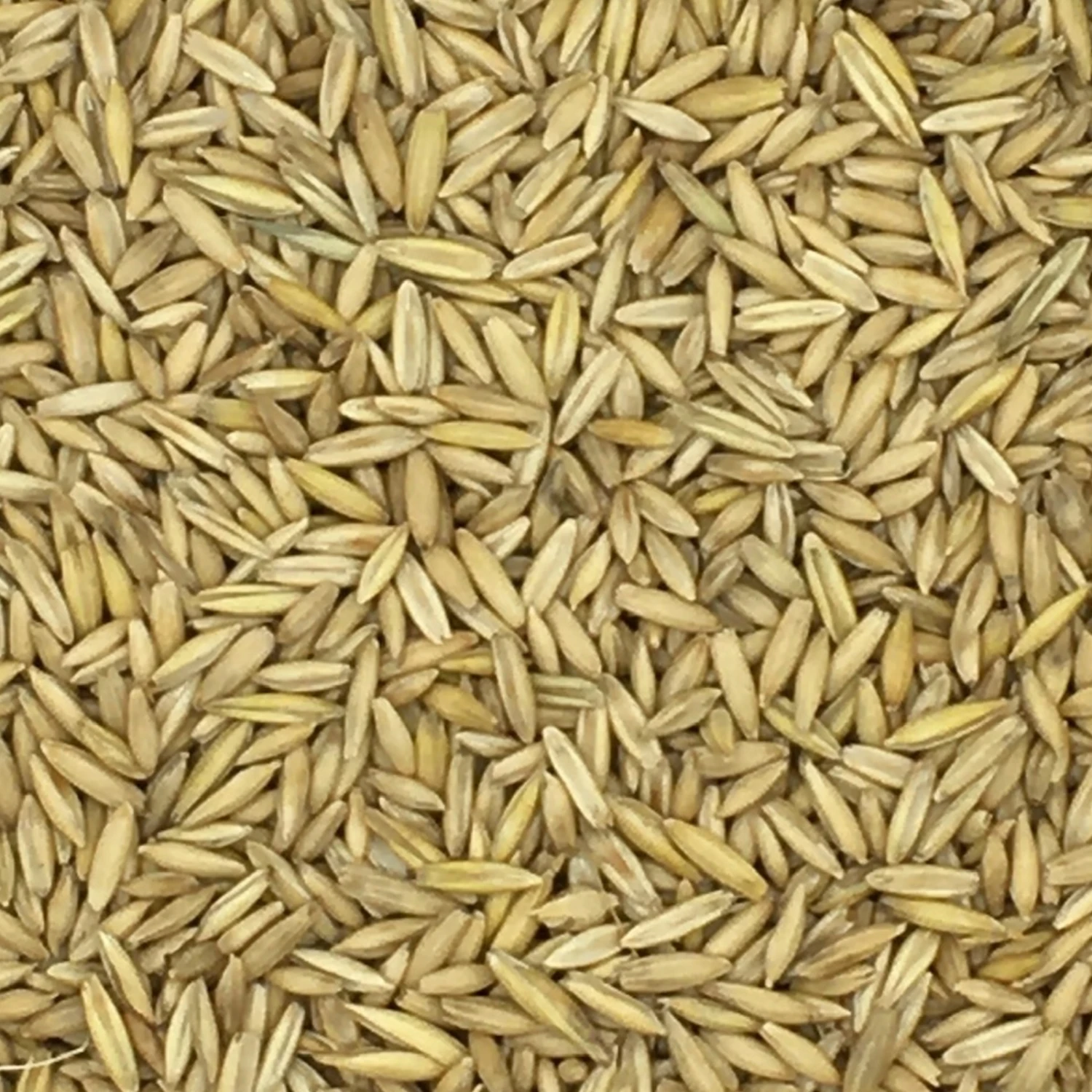 VERSELE-LAGA Hafer Derby - Versele 25kg 1 VERSELE-LAGA Hafer Derby - Versele 25kg