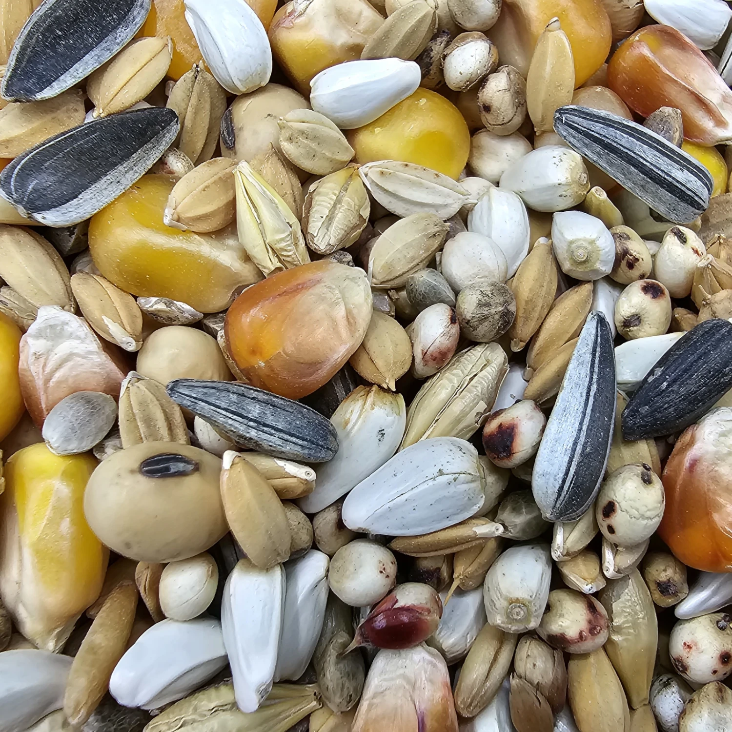 Paloma Nr.16 Weibchen Sieger + Jungtauben 25kg 1 Paloma Nr.16 Weibchen Sieger + Jungtauben 25kg