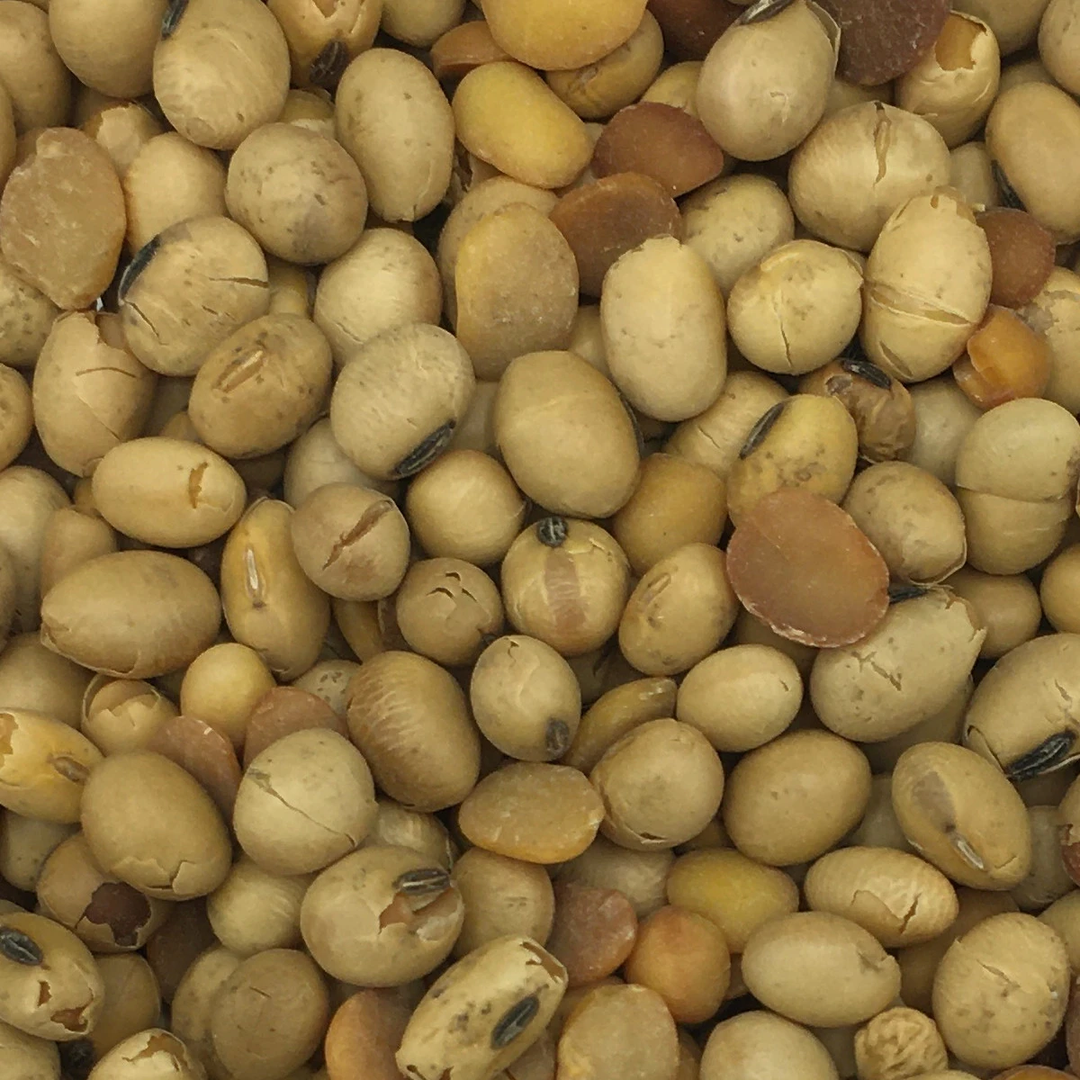 Soja GVO-Frei - Spinne 25kg 1 Soja GVO-Frei - Spinne 25kg