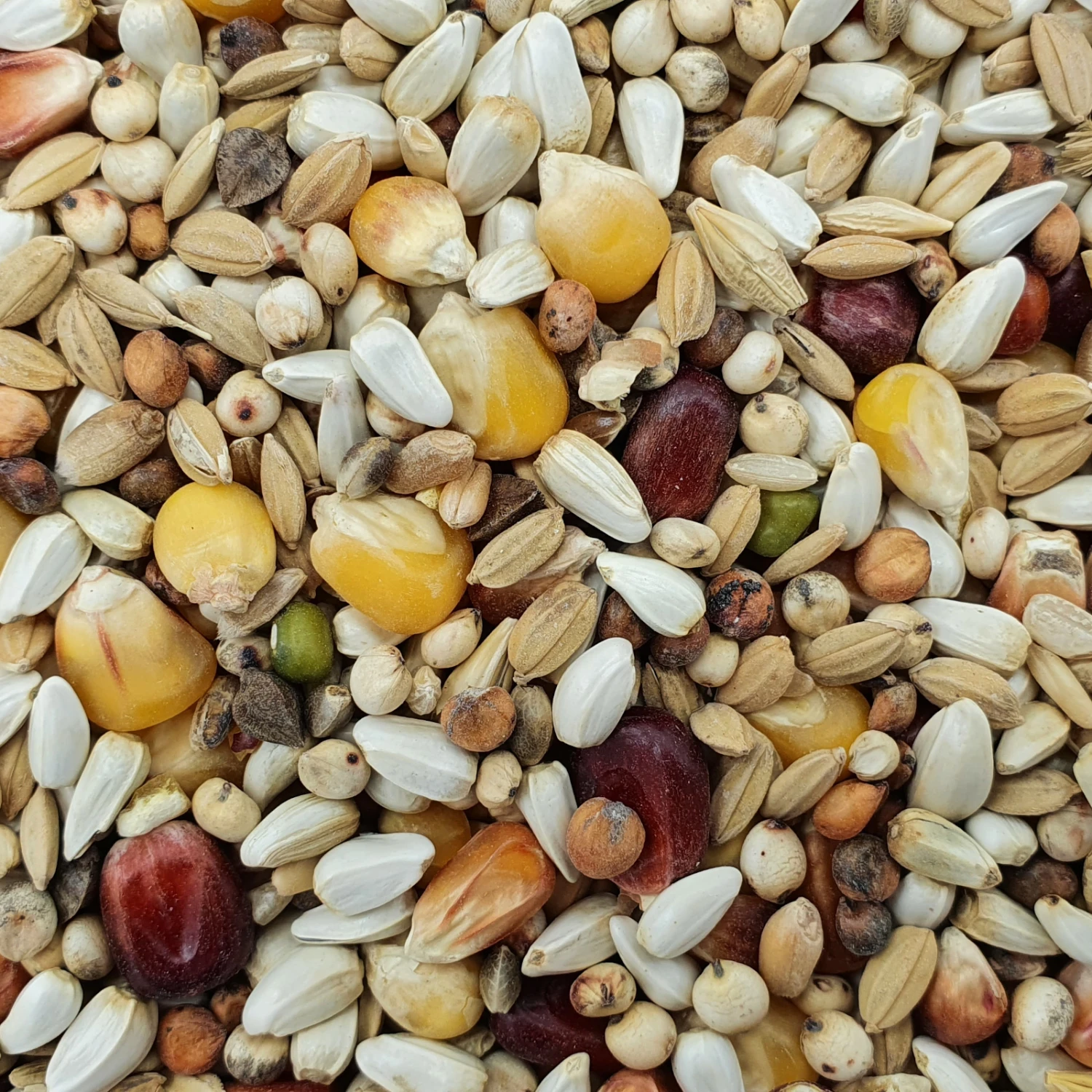 Spinne Jungtauben Forte 25kg 1 Spinne Jungtauben Forte 25kg